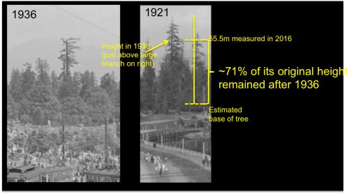 Historic big tree height