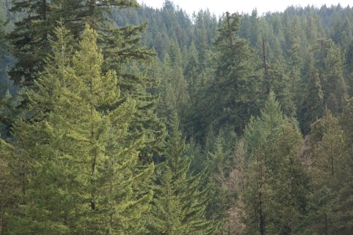 A few scattered giants still remain in Capilano Canyon, North Vancouver, BC