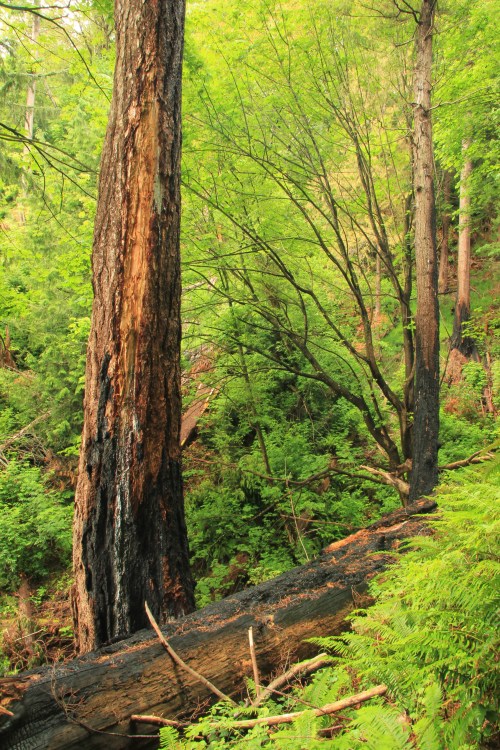 Old-growth forest in totem ravine. Bark was burned in a 2011 wildfire that resulted in a large dead tree being cut down. 