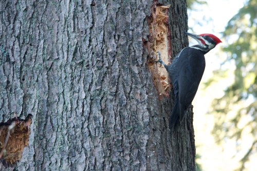 Pileated wood pecker in Stnaley Park.jpg