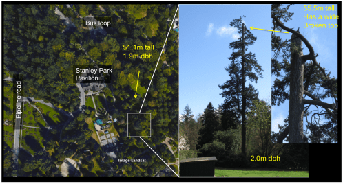 tall Doug fir by bus loop.png