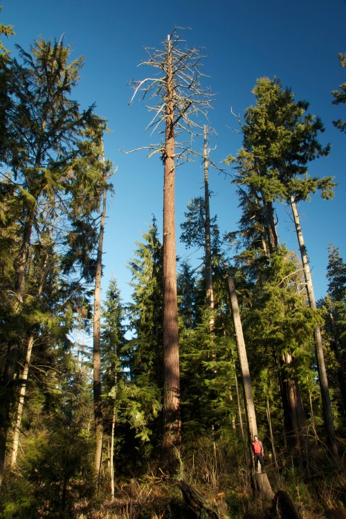 The Eagle Tree 2010-2011.jpg