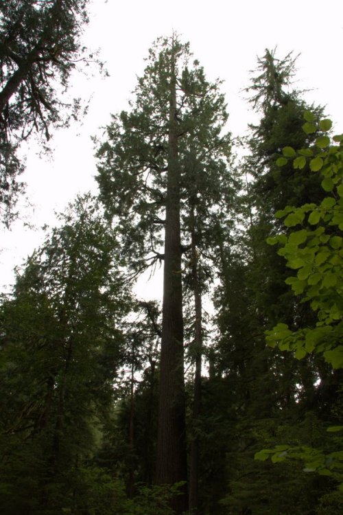 Almost a full view of the Doerner fir at 99.1m in height