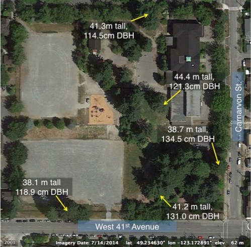 Kerrisdale school tree map