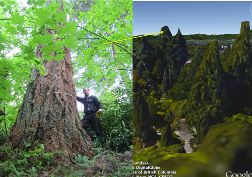 2nd tallest tree with arrow .png