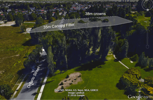 Tall cottonwoods.png