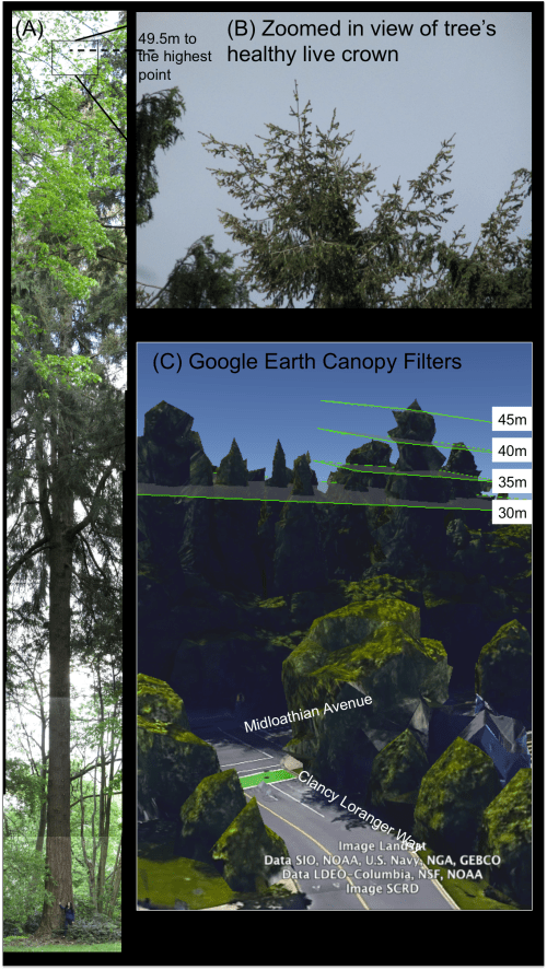 tallest tree at Queen E.png