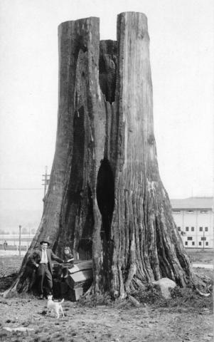 hollow stump on the Vancouver Exhibition grounds 1913